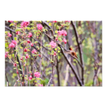 Hummingbird and Pink Flowers Photo Art