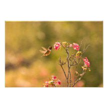 Hummingbird and Pink Flowers Photo Print