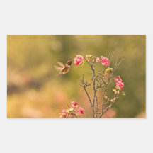 Hummingbird and Pink Flowers Rectangular Sticker