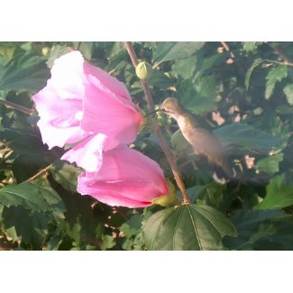 Hummingbird and Rose of Sharon card