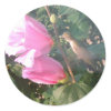 Hummingbird and Rose of Sharon sticker