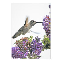 Hummingbird at butterfly bush photographic print
