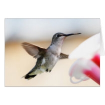 Hummingbird at Feeder Cards