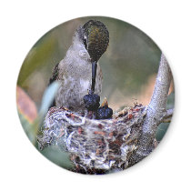 Hummingbird Babies Magnets