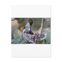 Hummingbird Babies Post Cards