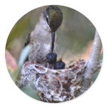 Hummingbird Babies Round Stickers