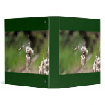 Hummingbird Building a Nest binders