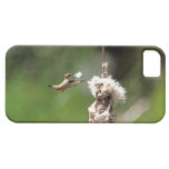 Hummingbird Building a Nest iPhone 5 Covers