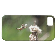 Hummingbird Building a Nest iPhone 5 Covers
