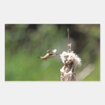 Hummingbird Building a Nest Sticker