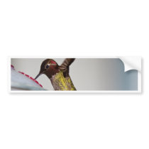 Hummingbird Bumper Sticker