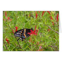 Hummingbird Bush and Butterfly cards