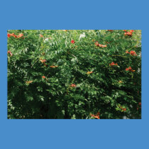 Hummingbird bush posters