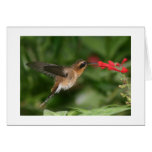 Hummingbird Cards