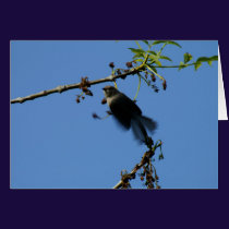 Hummingbird