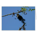 Hummingbird cards