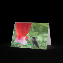 Hummingbird Card cards