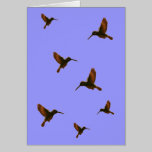 Hummingbird Card