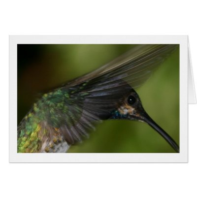 Hummingbird Cards by alberthartley