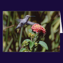 Hummingbird