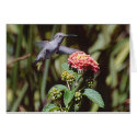 Hummingbird cards