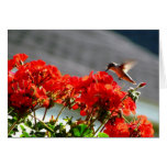 Hummingbird Card cards