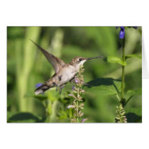 hummingbird Card cards