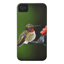 Hummingbird Iphone 4 Cases
