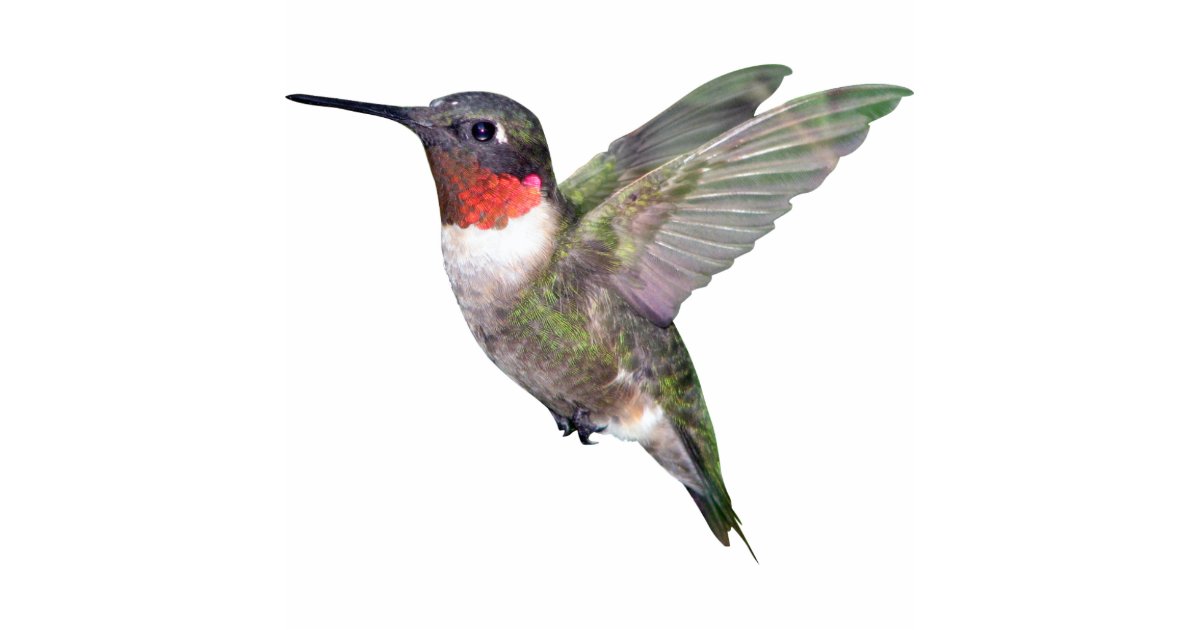 hummingbird christmas ornament zazzle hummingbird christmas ornament zazzle