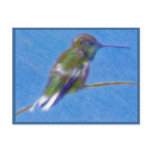 Hummingbird Colored Pencil Drawing postcards