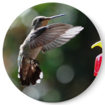 Hummingbird, colossal button