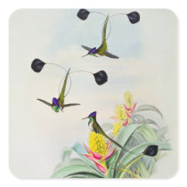 Hummingbird, engraved by Walter and Cohn Stickers