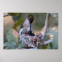 Hummingbird Feed Time Poster