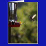Hummingbird Feeding Time