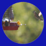 Hummingbird Feeding Time