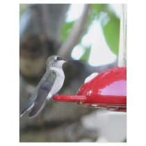hummingbird flyers