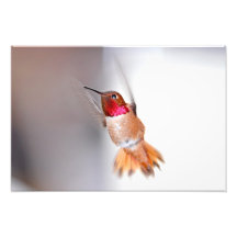Hummingbird Flying Photo