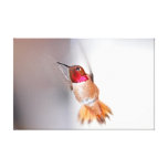 Hummingbird Flying Photo Gallery Wrapped Canvas
