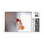Hummingbird Flying Photo Postage Stamps