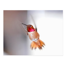 Hummingbird Flying Photo Postcard