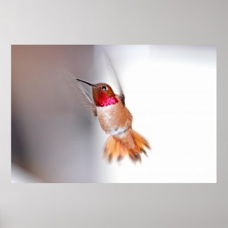 Hummingbird Flying Photo