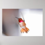 Hummingbird Flying Photo Print