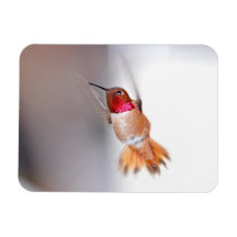 Hummingbird Flying Photo Rectangle Magnet