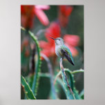 Hummingbird Garden Print