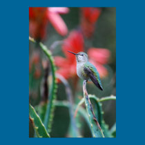 Hummingbird Garden posters