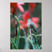 Hummingbird Garden Print