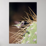 Hummingbird Gathering Nest Material Posters