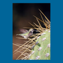 Hummingbird Gathering Nest Material posters