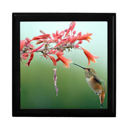 hummingbird gift box zazzle hummingbird gift box zazzle