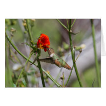 Hummingbird Greeting Card